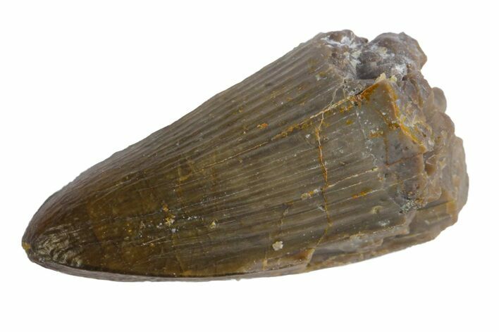 Jurassic Crocodile (Goniopholis?) Tooth - Colorado #162488